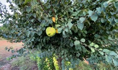 PROVA PILOT PER DETERMINAR LA VIABILITAT DE CULTIUS EXTENSIUS DE CODONYERS