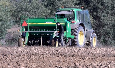 SEGONA SEMBRA DELS CULTIUS EXPERIMENTALS AL PALLARS JUSSÀ