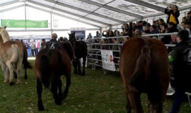 ELS MILLORS EXEMPLARS DE CAVALL PIRINENC CATALÀ SE CITEN A LA VALL FOSCA