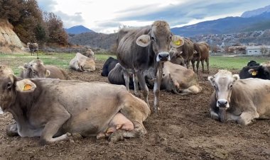 Sinergia entre llet i formatges artesans a l’Alt Urgell: Connecta Lleida Pirineus 21-12-2023