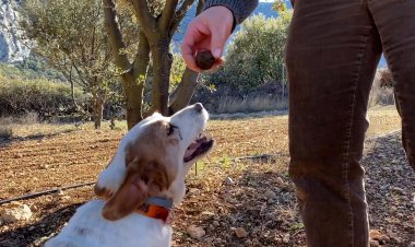 LA SEQUERA I LA PUJADA DE TEMPERATURA AFECTA LA PRODUCCIÓ DE TÒFONA