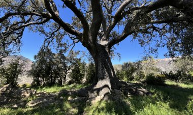 TREMP DECLARA L'ALZINA DEL CONSELL ARBRE D'INTERÈS LOCAL