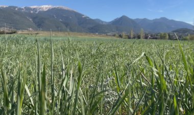 EL CONSELL D'ALCALDES DE CERDANYA S'OPOSA A LA PLANTA FOTOVOLTAICA DE DAS