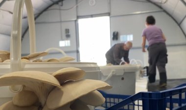 Bolets que surten tot l’any a Organyà: Connecta Lleida Pirineus 22-04-2024