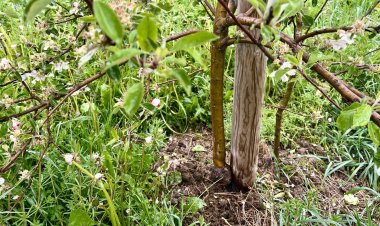 LA TÈCNICA DE L’EMPELT AJUDA A MANTENIR ESPÈCIES AUTÒCTONES