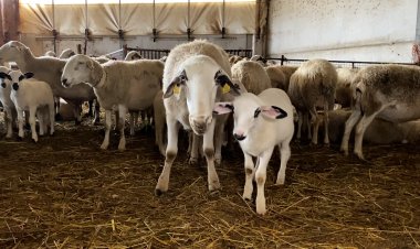 TORNA LA TRADICIONAL FIRA ‘PALLARS TERRA DE CORDER’ DE TREMP