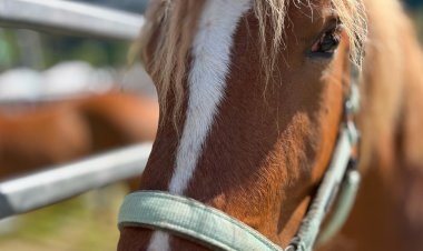 2ª FIRA DE PRIMAVERA DEL CAVALL PIRINENC CATALÀ A LLAVORSÍ