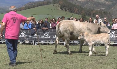 UNS 200 CAPS DE BESTIAR PARTICIPEN AL 18è CONCURS NACIONAL DE RAÇA BRUNA DELS PIRINEUS