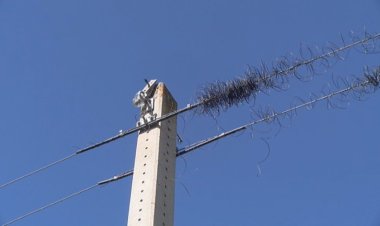 NOU ROBATORI DE COURE, EN AQUEST CAS A GUILS I GER