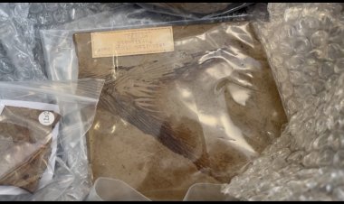 LA COL·LECCIÓ DE 5.500 FÒSSILS DE LLUÍS FERRER CONDAL PASSA A MANS DEL MUSEU DE LA CONCA DELLÀ I EL GEOPARC ORÍGENS
