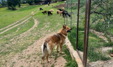 LA GRAN FESTA DE LA PAGESIA CATALANA BENVINGUTS A PAGÈS TORNA AL PIRINEU