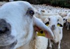 LA GENERALITAT DESTINA UNS DINERS PER A PROTEGIR LA RAMADERIA DE L’OS BRU AL PALLARS SOBIRÀ I ALTA RIBAGORÇA