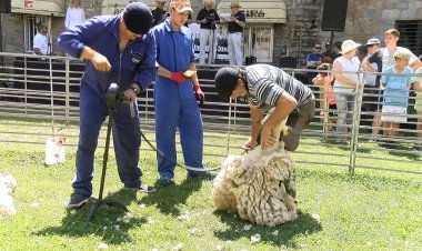 TOT A PUNT PER A LA TRENTA-TRESENA XOLLADA D’OVELLES AMB TISORA A LA FIRETA DE SANT JOAN DE SORT