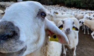 LA GENERALITAT DESTINA UNS DINERS PER A PROTEGIR LA RAMADERIA DE L’OS BRU AL PALLARS SOBIRÀ I ALTA RIBAGORÇA