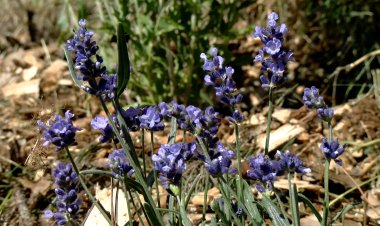 JARDINERIA ADAPTADA A LES NECESSITATS CLIMÀTIQUES