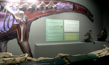 TROBALLA DE RESTES D’UN POSSIBLE SEGON TITANOSAURE AL PALLARS JUSSÀ