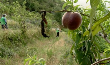 ESPIGOLADORS PER REDUIR EL MALBARATAMENT ALIMENTARI