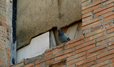 ORGANYÀ CAPTURA COLOMS PER REDUIR-NE LA SOBREPOBLACIÓ