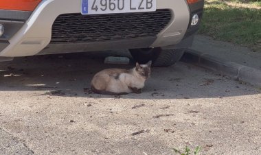PUIGCERDÀ VOL FER UN CONTROL DE LES PLAGUES DE GATS