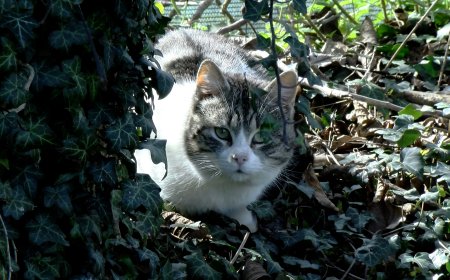 COMENÇA L’ESTERILITZACIÓ D’UNA COLÒNIA DE GATS UBICADA EN TERRENY PRIVAT A LA SEU D’URGELL