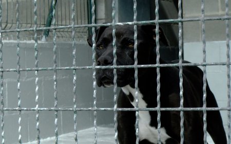 PROCÉS PARTICIPATIU PER ESTABLIR EL REGLAMENT DEL REFUGI D’ANIMALS