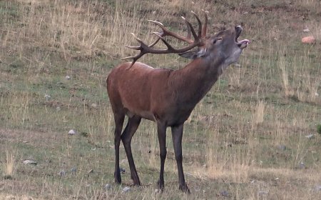 S’ATANSA LA TEMPORADA DE LA BRAMA DEL CÉRVOL A LA RESERVA DE BOUMORT