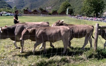 LA XXV FIRA DE BARRUERA PRESENTARÀ EL 1r CONCURS DE GOSSOS D’ATURA PER A VAQUES