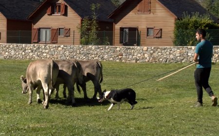 JORNADA TÈCNICA A BARRUERA SOBRE EL MANEIG I ENSINISTRAMENT DEL GOS PASTOR DE VAQUES