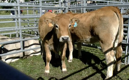 SE CELEBRA EL PRIMER CONCURS DE GOS PASTOR AMB VACA BRUNA DINS DE LA 25a FIRA DE BARRUERA