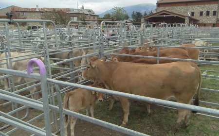 50 ANYS DE LA FIRA RAMADERA DE BELLVER DE CERDANYA