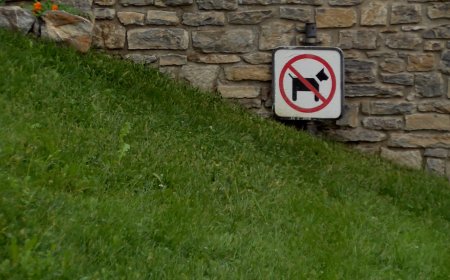 NOVA ORDENANÇA A SORT DIRIGIDA ALS AMOS DE GOSSOS