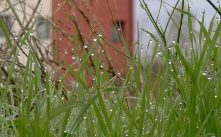 LA SEU D’URGELL CEDIRÀ TERRENYS PER ACOLLIR-SE AL PLA D’HABITATGE PÚBLIC