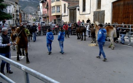 ELS MILLORS EXEMPLARS DE L’ALT URGELL DEL CAVALL PIRINENC CATALÀ S’ESCOLLEIXEN A ORGANYÀ