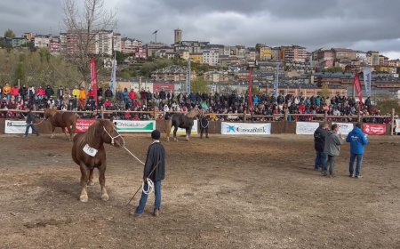 COMPTE ENRERE PER A LA CELEBRACIÓ DE LA FIRA DEL CAVALL DE PUIGCERDÀ