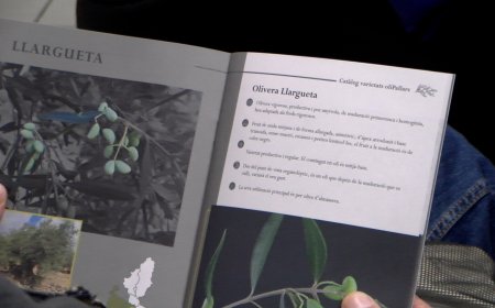 ES PRESENTA UN CATÀLEG DE TOTA LA VARIETAT D’OLIS DEL PALLARS JUSSÀ