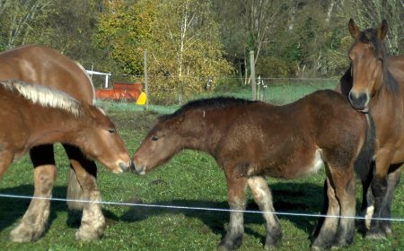 LA FIRA DE VILALLER SORPRÈN, DURANT L’ESMORZAR POPULAR, AMB UNA PIRULETA DE VEDELLA