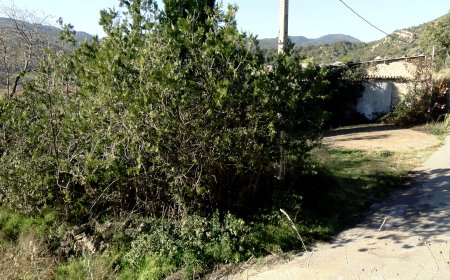 DETINGUDA UNA DONA PRESUMPTAMENT RELACIONADA AMB LA MORT DE LA SEVA FILLA