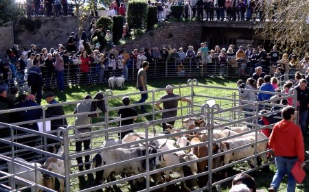 L’OVELLA XISQUETA CONNECTA LA RAMADERIA AMB EL PÚBLIC A LA FIRA DE TARDOR DE SORT