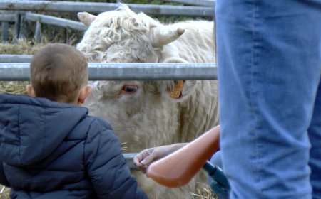 ORGANYÀ CONSOLIDA DOS DIES DE PROGRAMACIÓ PER LA FIRA DE SANT ANDREU