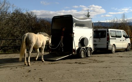 TÈCNIQUES PEL TRANSPORT DE CAVALLS