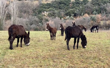 GRATITUD PALLARS FA UNA CAMPANYA PER CONSERVAR EL RUC CATALÀ