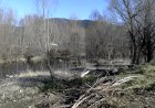 MANIFEST EN CONTRA L’ACTUACIÓ AL BOSC DE RIBERA DEL RIU SEGRE