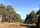 UN FONG MATA 40 HECTÀREES DEL BOSC DE SALÀS DE PALLARS