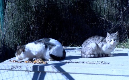 ESTERILITZATS UN CENTENAR DE GATS DE CARRER A LA POBLA DE SEGUR.
