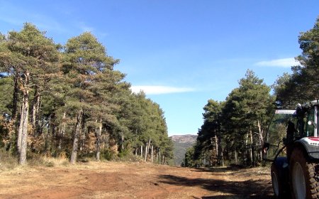 UN FONG MATA 40 HECTÀREES DEL BOSC DE SALÀS DE PALLARS