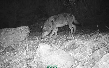 SIS CÀMERES FARAN EL SEGUIMENT DEL LLOP AL PALLARS JUSSÀ