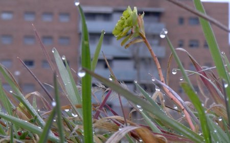 LA GENERALITAT ES COMPROMET A CONSTRUIR HABITATGES DE PROTECCIÓ OFICIAL A LA SEU D’URGELL
