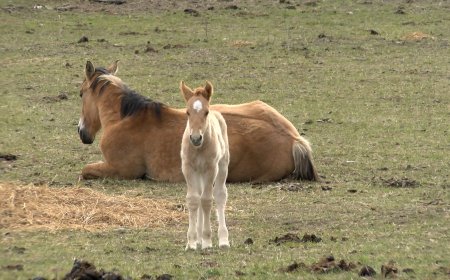 72 EXPLOTACIONS ES BENEFICIEN DELS AJUTS DEL PARC DE L’ALT PIRINEU PER A RAMADERIA EXTENSIVA