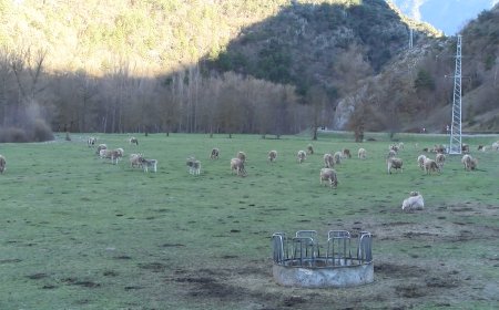 REPARTITS UNS 200 COLLARS GEOLOCALITZADORS ENTRE ELS RAMADERS DEL PARC NATURAL