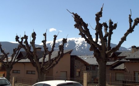 PUIGCERDÀ REALITZA TASQUES DE PODA PER MILLORAR L’ARBRAT I GARANTIR LA SEGURETAT LES VEÏNS